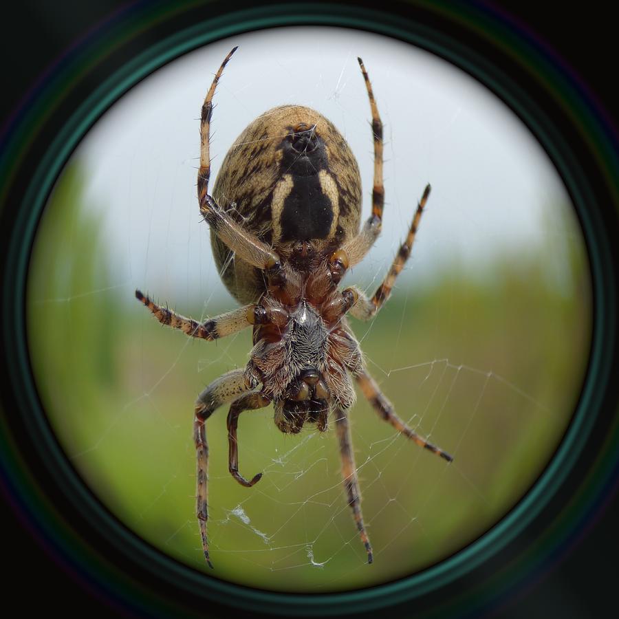 Spider Recognizer Image